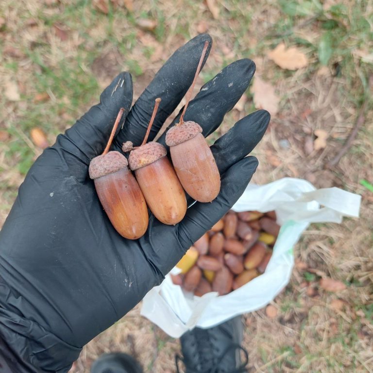 Acorns for the Zoo from ICITY